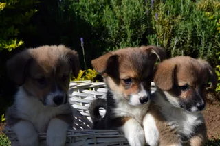 Purebred Pembroke Welsh Corgi Puppies
