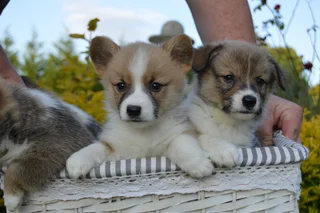 Purebred Pembroke Welsh Corgi Puppies