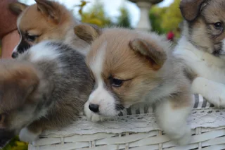 Purebred Pembroke Welsh Corgi Puppies
