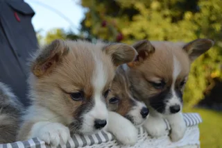 Purebred Pembroke Welsh Corgi Puppies