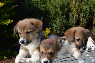 Purebred Pembroke Welsh Corgi Puppies