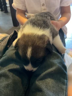 Purebred Pembroke Welsh Corgi Puppies