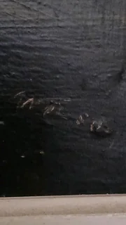 I&#39;m  selling an painting of a sailing ship the price is R2500.