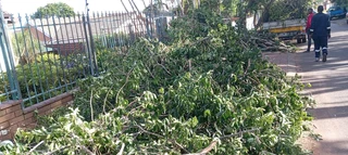 Wilson tree felling &amp;grass cutting