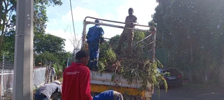 Wilson tree felling &grass cutting