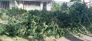 Wilson tree felling &amp;grass cutting