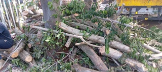 Wilson tree felling &amp;grass cutting