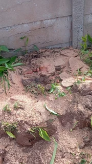 Tree cutting and stump removal