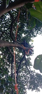 Tree cutting and stump removal