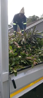 Tree cutting, branches trimming, stump removal, bush clearance, sites clearance, grass cutting