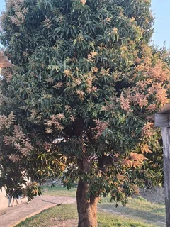 Grass Cutting, Trees Cutting, Bush Clearance