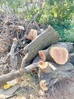  Tree cutting