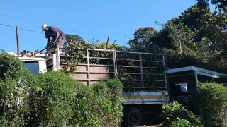 Wilson Tree cutting and Garden services