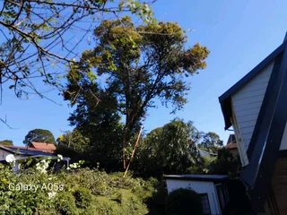 Wilson Tree cutting and Garden services