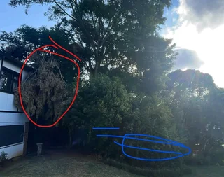 Wilson Tree cutting and Garden services