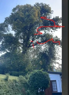 Wilson Tree cutting and Garden services