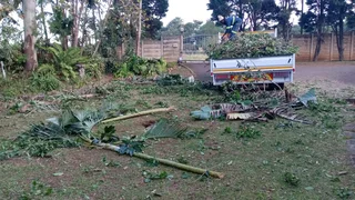 Wilson Tree cutting and Garden services