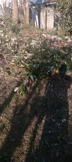 Rubbles removal, trees cutting, branches trimming, stump removal grass cutting and Garden services