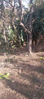 Rubbles removal, trees cutting, branches trimming, stump removal grass cutting and Garden services