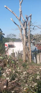 Rubbles removal, trees cutting, branches trimming, stump removal grass cutting and Garden services