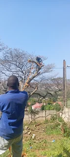 Tree cutting