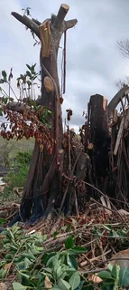 Trees cutting, garden services, stumps removal