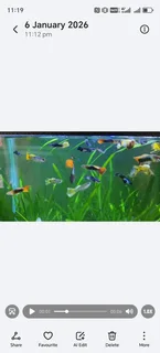 Guppies - Ad posted by Yasmeen Reddy