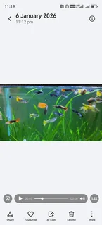 Guppies - Ad posted by Yasmeen Reddy