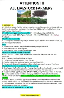 For Free Moringa Tree And Fodder Seeds