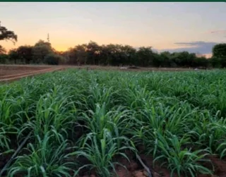 FOR FREE MORINGA TREE AND FODDER SEEDS