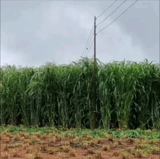 FOR FREE MORINGA TREE AND FODDER SEEDS