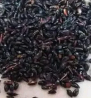 FOR FREE MORINGA TREE AND FODDER SEEDS