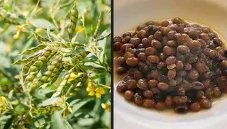 FOR FREE MORINGA TREE AND FODDER SEEDS