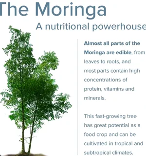 Moringa Tree Farming Opportunity