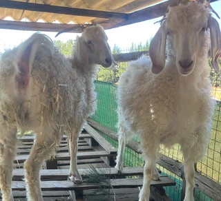 Goats for sale