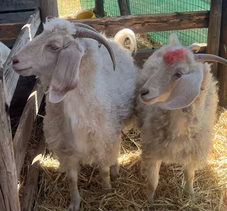 Goats for sale