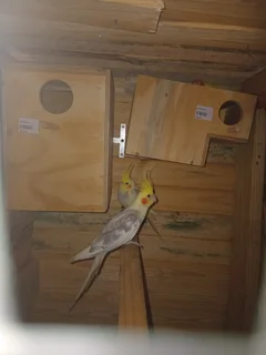 Budgies - Ad posted by Jeruzelsky Nyendwana