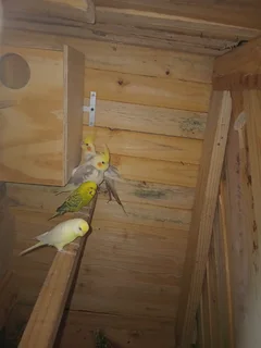 Pair of budgies....wild type male and creamino hen....they don't get along with my cockatiels