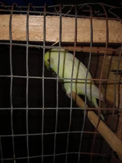 Pair of budgies....wild type male and creamino hen....they don&#39;t get along with my cockatiels