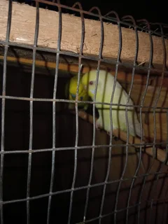 Pair of budgies....wild type male and creamino hen....they don&#39;t get along with my cockatiels