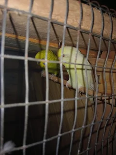 Pair of budgies....wild type male and creamino hen....they don&#39;t get along with my cockatiels