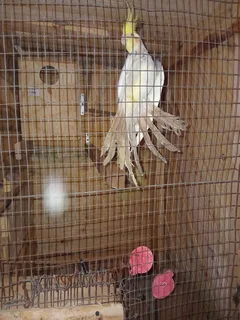 Lovebirds - Ad posted by Jeruzelsky Nyendwana