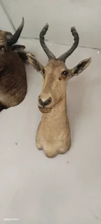 Taxidermy animal head trophies