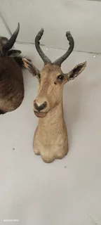 Taxidermy animal head trophies