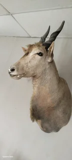 Taxidermy animal head trophies