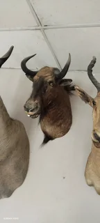 Taxidermy animal head trophies