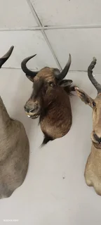 Taxidermy animal head trophies