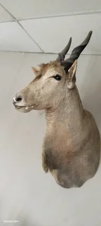 Taxidermy animal head trophies