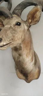 Taxidermy animal head trophies