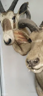 Taxidermy animal head trophies